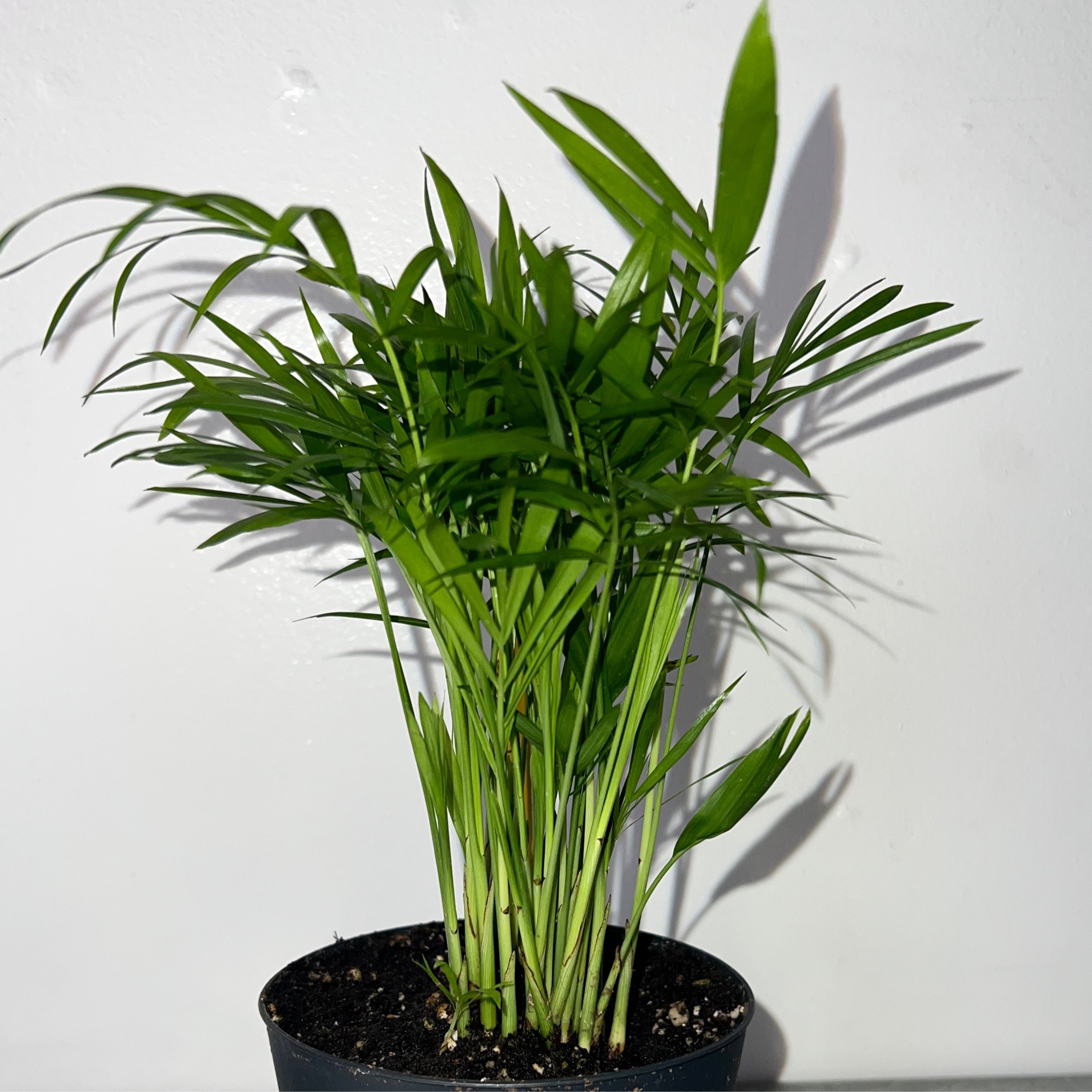 parlor-palm-plantney