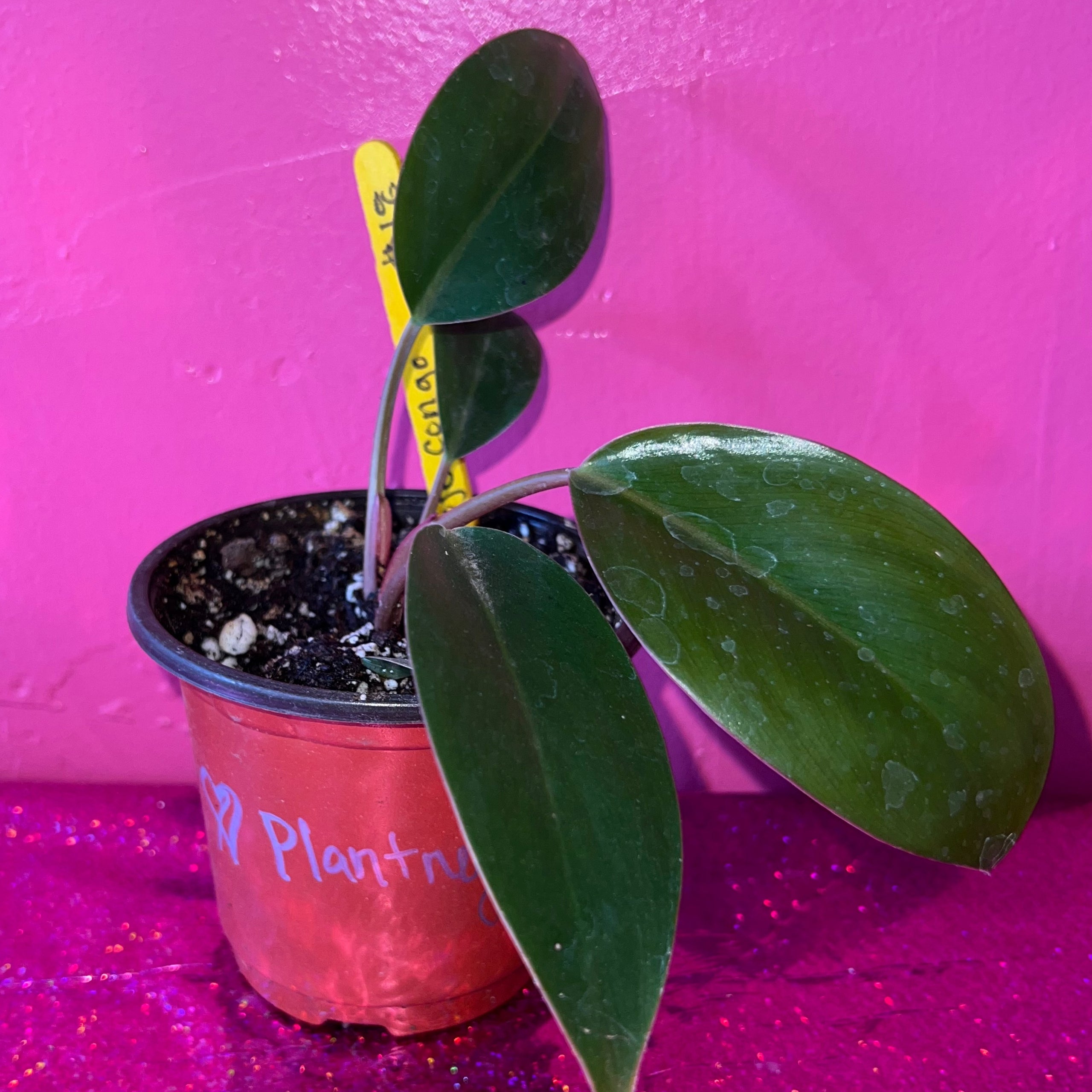 rojo-congo-philodendron-plantney