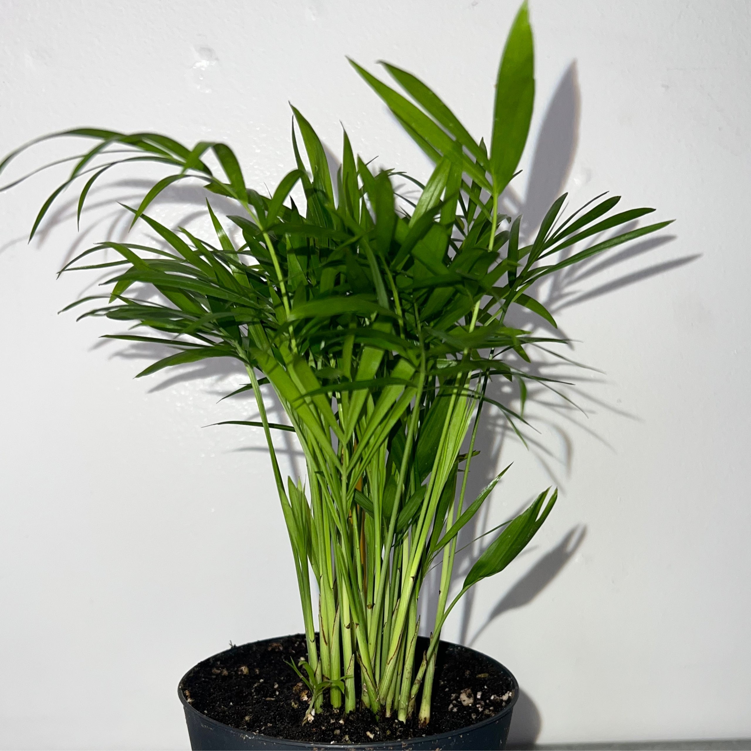 parlor-palm-plantney